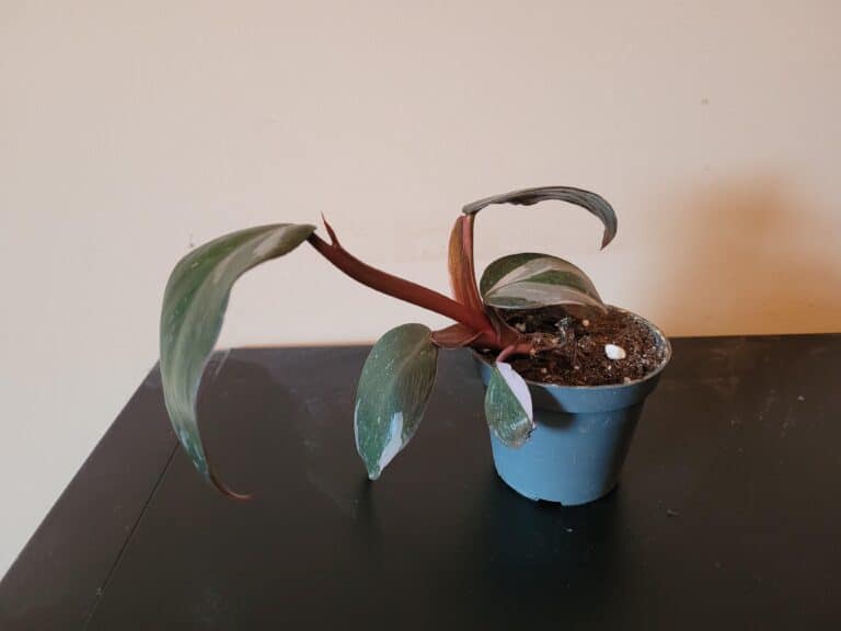 Why Your Pink Princess Philodendron Is Growing Slowly?