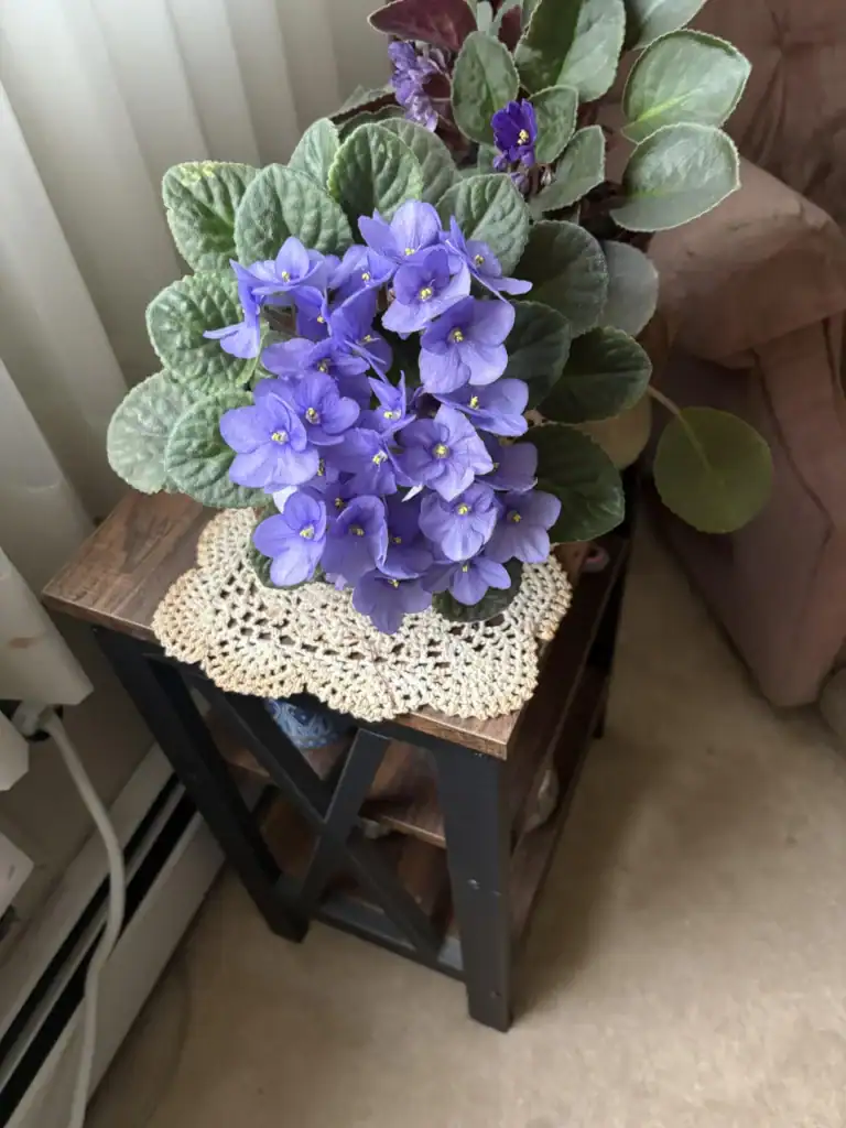 my 90 y o grandmothers african violet that she says she v0 wg6foy1s8njf1