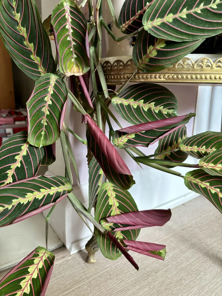 my prayer plant was doing really well and now its leaves v0 9q8ni3ynjfsc1