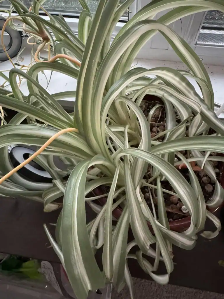 pale spider plant v0 35issuezdrih1