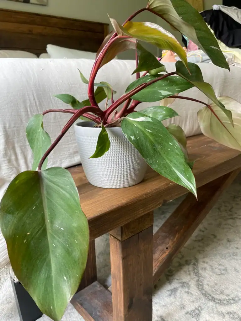 pink princess philodendron variegation and care question v0 lv1qmek2a5gb1