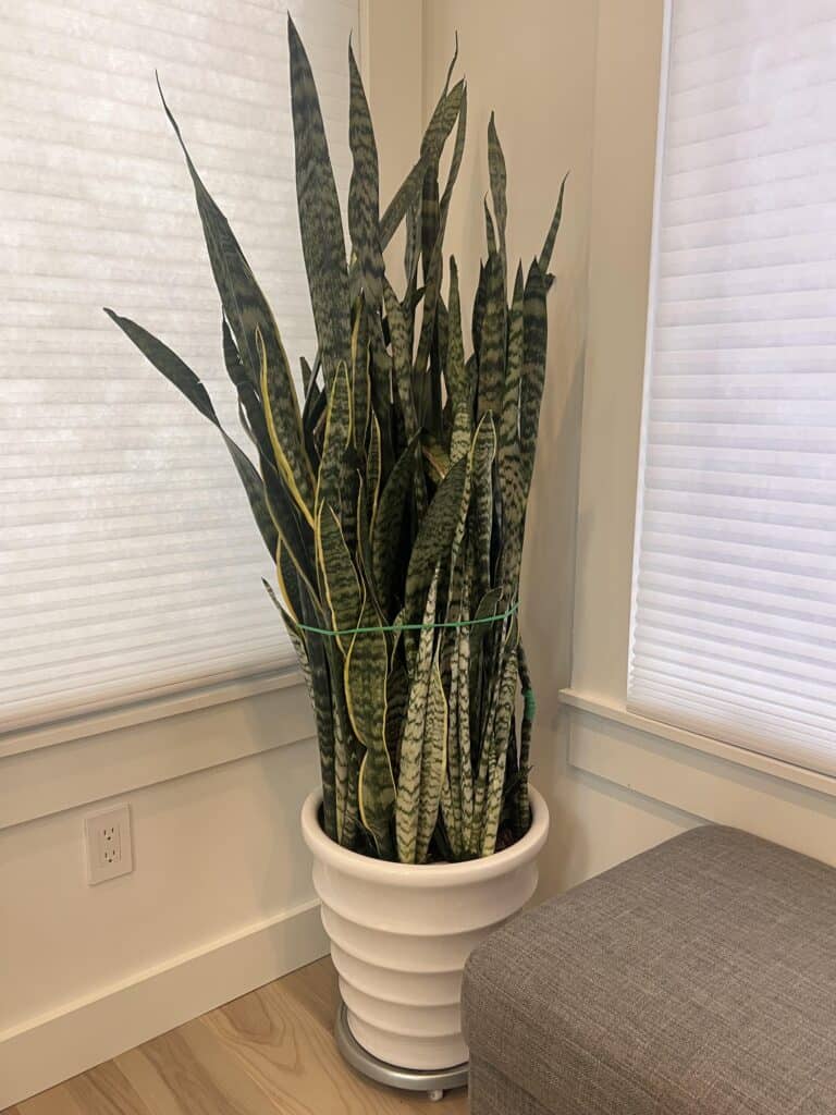 How to Make a Snake Plant Grow Taller?