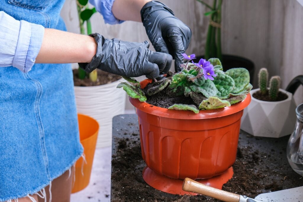 woman repotting violet plant at home gardening ac 2026 09 24 07 02 30 utc